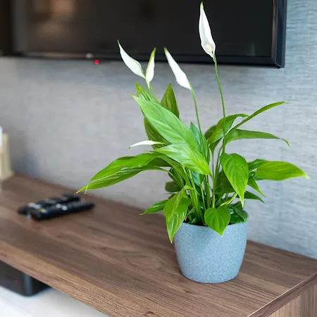 דירה Lm Narutowicza Kamienica Nova 2-3 שצ'צ'ין